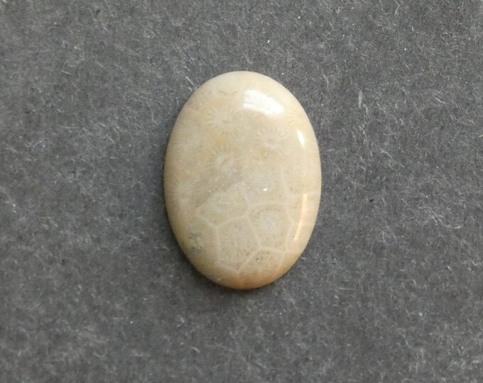 25x18mm Natural Fossil Coral Cabochon, Oval Cabochon, Natural Gemstone, Polished, Natural Stone, Gemstone Cabochon, One of a Kind, Unique