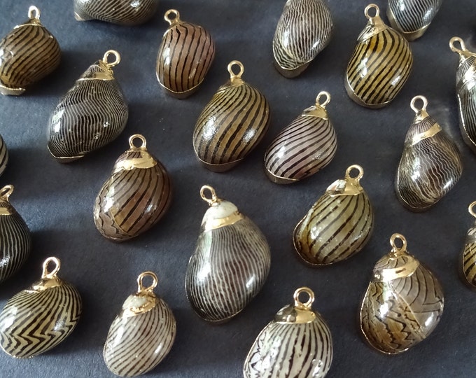 20-35mm Natural Spiral Seashell Pendants With Golden Iron, Electroplated Shell Charms, Brown & Gold, Seashells With Loops, Shell Jewelry