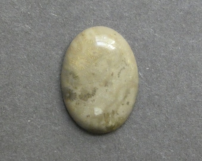 25x18mm Natural Fossil Coral Cabochon, Oval Cabochon, Natural Gemstone, Polished, Natural Stone, Gemstone Cabochon, One of a Kind, Unique