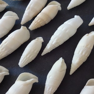 42-55mm Natural Spiral Shells, White Seashells,