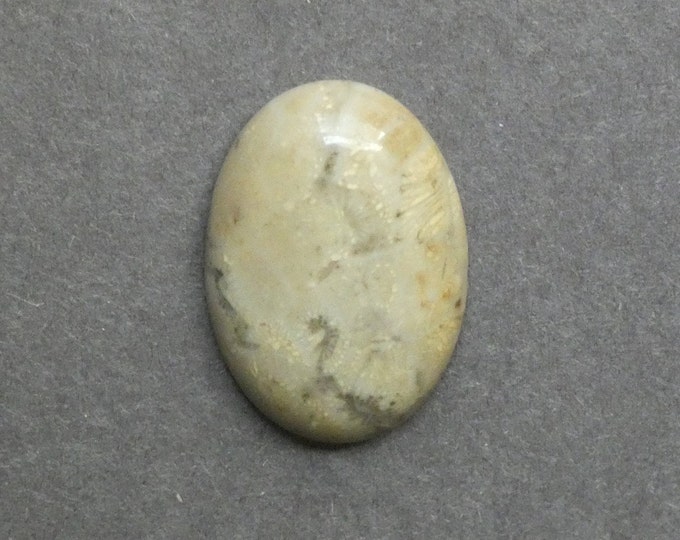 25x18mm Natural Fossil Coral Cabochon, Oval Cabochon, Natural Gemstone, Polished, Natural Stone, Gemstone Cabochon, One of a Kind, Unique