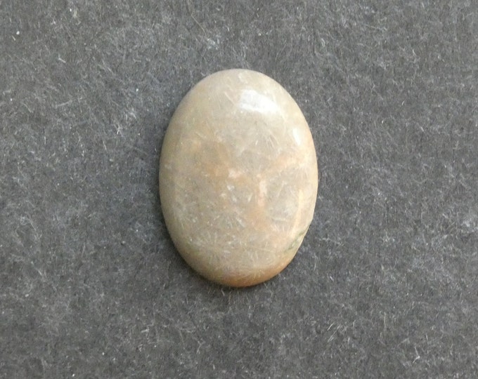 25x18mm Natural Fossil Coral Cabochon, Oval Cabochon, Natural Gemstone, Polished, Natural Stone, Gemstone Cabochon, One of a Kind, Unique