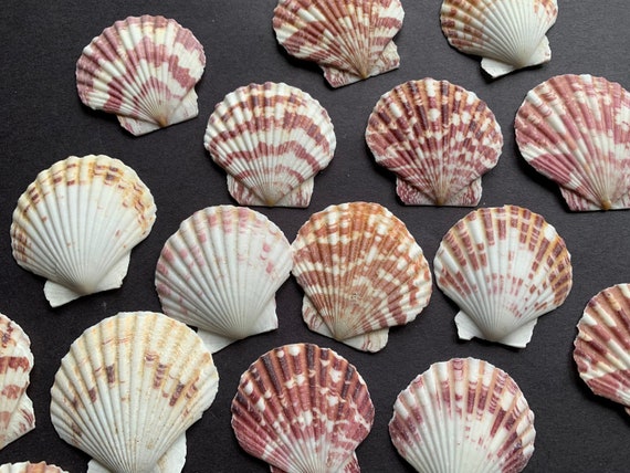 40-80mm Natural Seashells, Mixed Color Beach Seashells, Lot of Sea