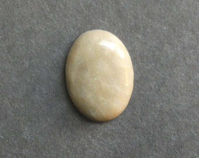 25x18mm Natural Fossil Coral Cabochon, Oval Cabochon, Natural Gemstone, Polished, Natural Stone, Gemstone Cabochon, One of a Kind, Unique