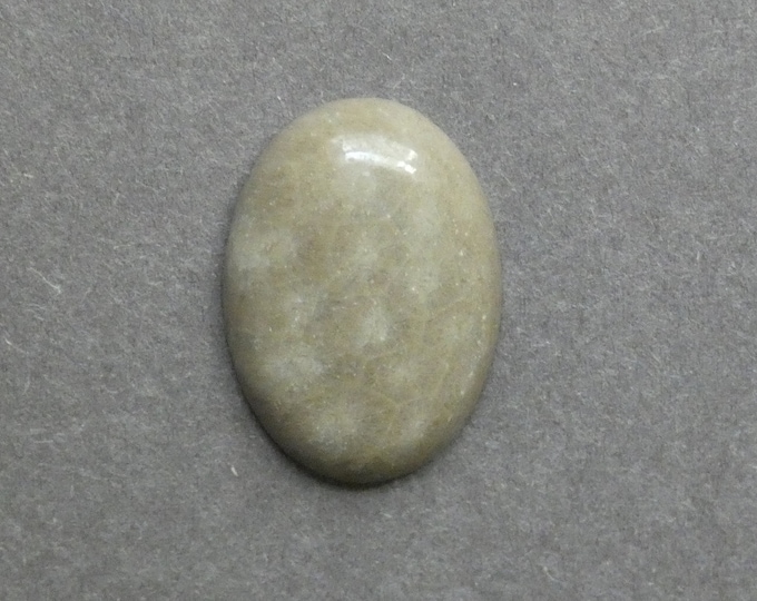 25x18mm Natural Fossil Coral Cabochon, Oval Cabochon, Natural Gemstone, Polished, Natural Stone, Gemstone Cabochon, One of a Kind, Unique