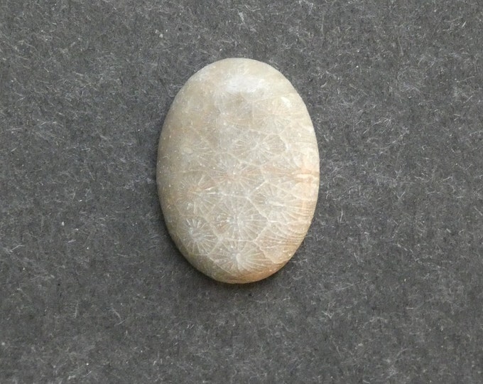 25x18mm Natural Fossil Coral Cabochon, Oval Cabochon, Natural Gemstone, Polished, Natural Stone, Gemstone Cabochon, One of a Kind, Unique