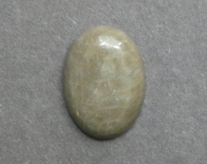 25x18mm Natural Fossil Coral Cabochon, Oval Cabochon, Natural Gemstone, Polished, Natural Stone, Gemstone Cabochon, One of a Kind, Unique