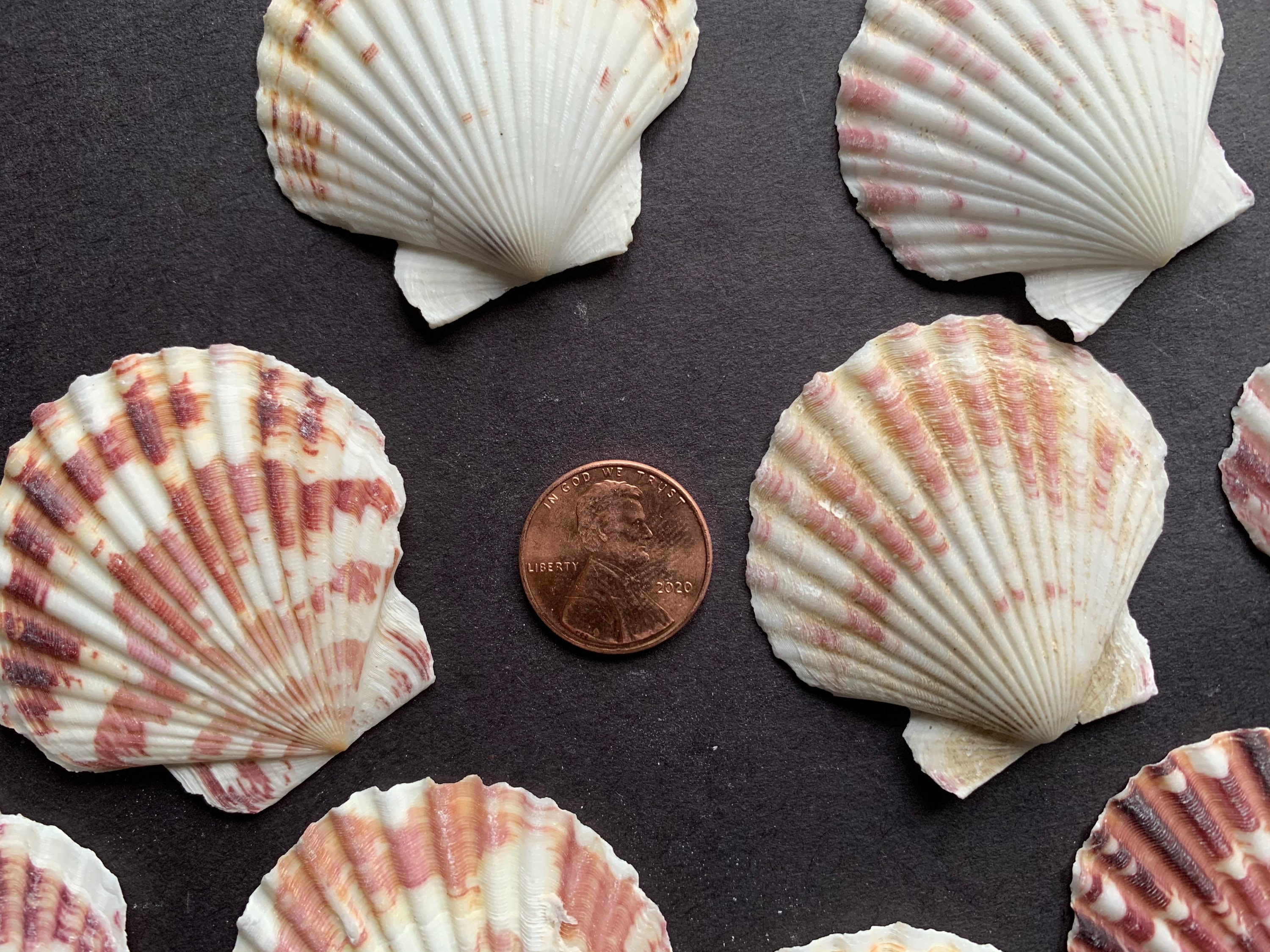 4080mm Natural Seashells, Mixed Color Beach Seashells, Lot Of Sea