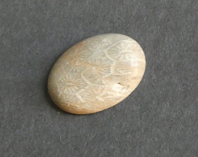 25x18mm Natural Fossil Coral Cabochon, Oval Cabochon, Natural Gemstone, Polished, Natural Stone, Gemstone Cabochon, One of a Kind, Unique