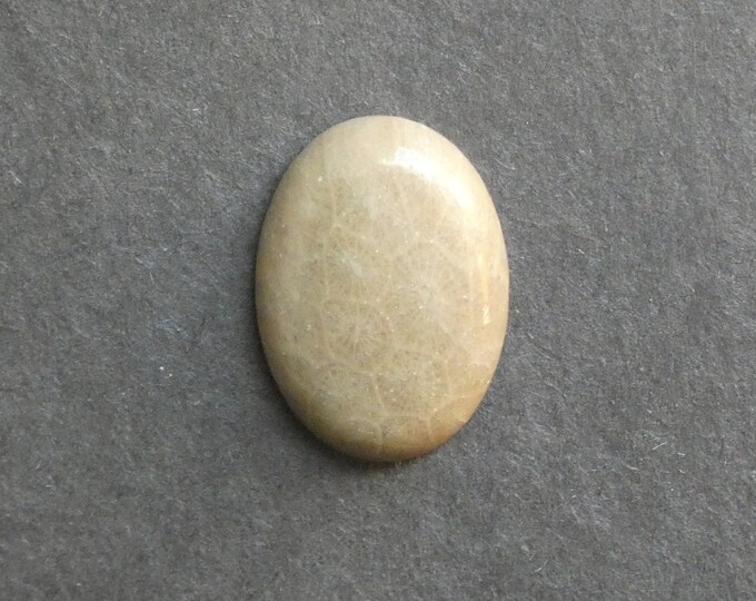 25x18mm Natural Fossil Coral Cabochon, Oval Cabochon, Natural Gemstone, Polished, Natural Stone, Gemstone Cabochon, One of a Kind, Unique