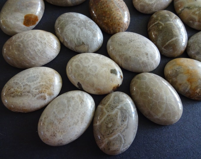 25x18mm Natural Chrysanthemum and Fossil Coral Gemstone Cabochon, Oval Cabochon, Polished Gem, Natural Gemstone, Polished, Natural Stone