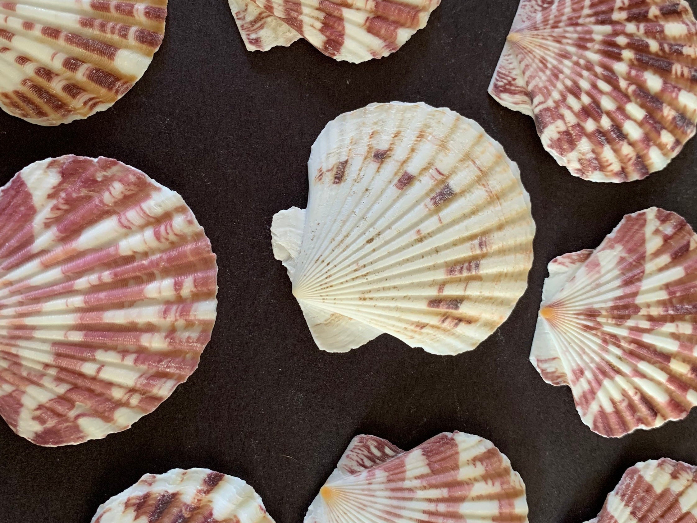 Colourful Decorative Sea Shells Natural Shells 150 Grams Unusual