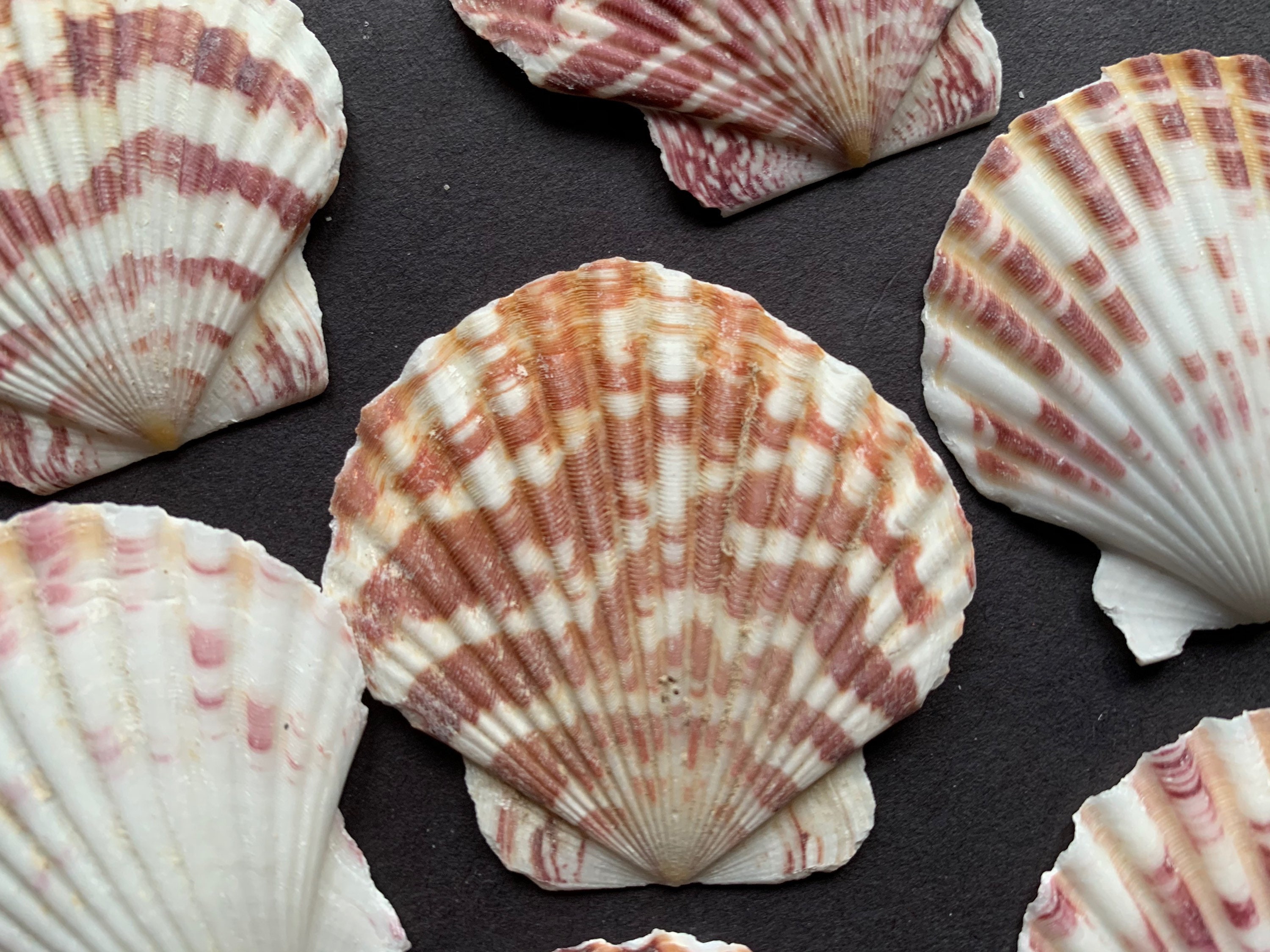 40-80mm Natural Seashells, Mixed Color Beach Seashells, Lot of Sea