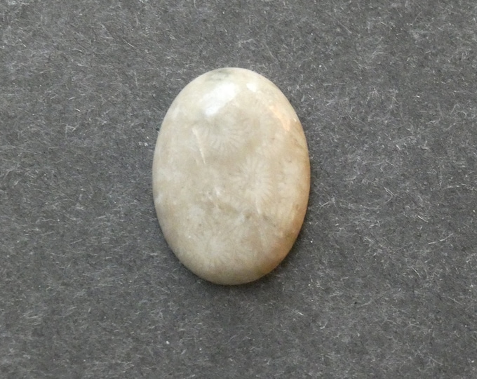 25x18mm Natural Fossil Coral Cabochon, Oval Cabochon, Natural Gemstone, Polished, Natural Stone, Gemstone Cabochon, One of a Kind, Unique