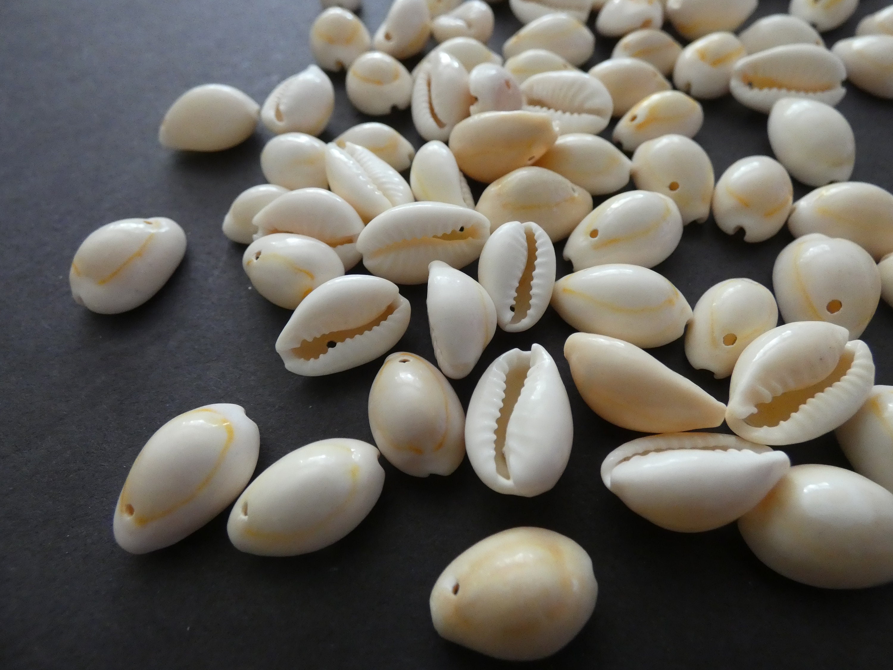 Bead, cowrie shell (natural), 15x7mm-25x12mm double-drilled, Mohs hardness  3-1/2. Sold per 130-gram pkg. - Fire Mountain Gems and Beads