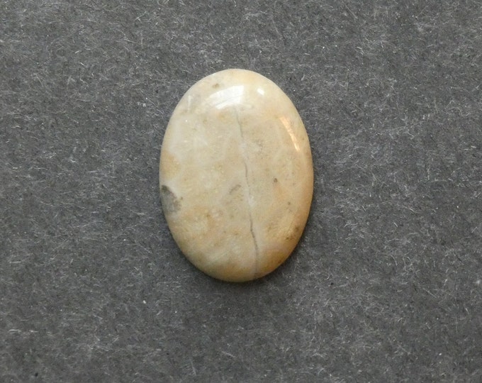 25x18mm Natural Fossil Coral Cabochon, Oval Cabochon, Natural Gemstone, Polished, Natural Stone, Gemstone Cabochon, One of a Kind, Unique