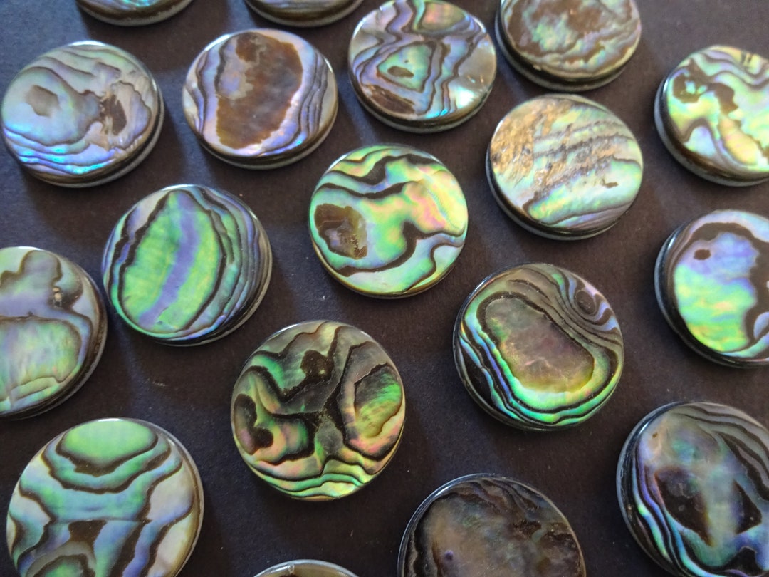 20mm Natural Shell Cabochons, Flat Round Seashell Cabs, Abalone & Paua ...
