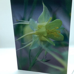 Columbine Photo - Cartes de notes vierges. Les ensembles constituent un excellent cadeau pour Noël, un anniversaire ou un mariage pour quelqu'un qui aime envoyer une note personnalisée.