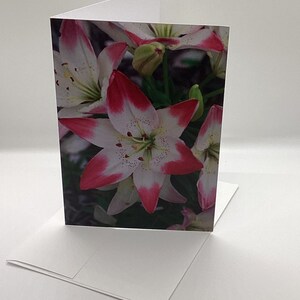 Photo de lis du jour rose/blanc - Cartes de correspondance vierges