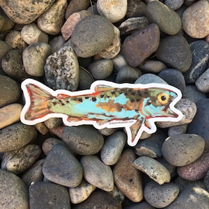 Trout fly fishing sticker