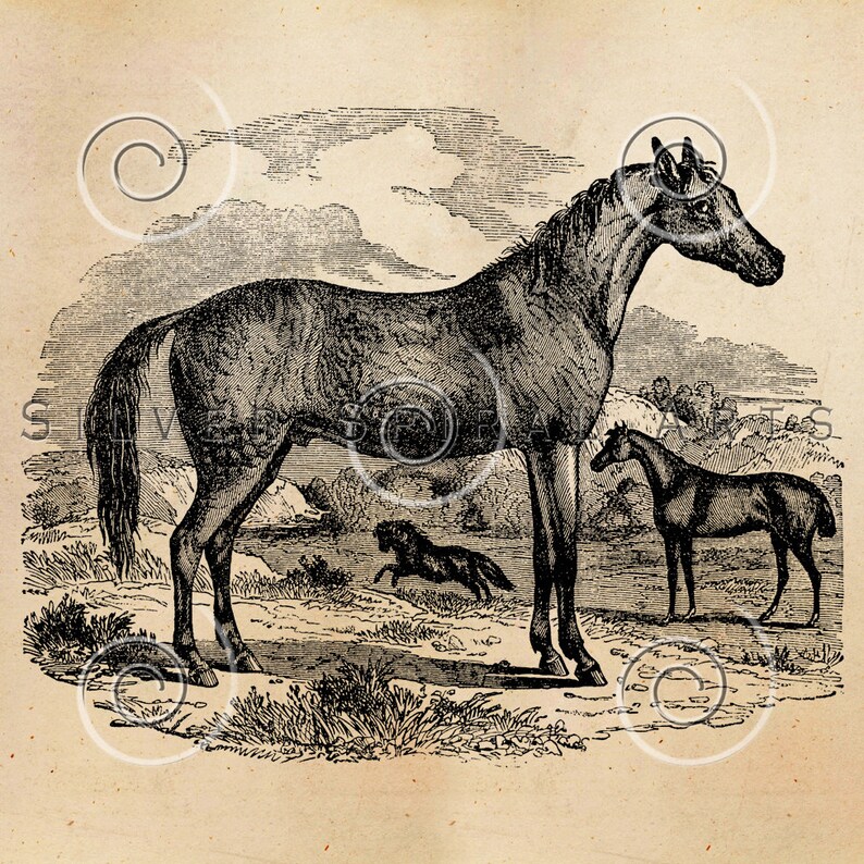 Vintage Horse Illustration Printable Horses 1800s Antique Equine Animal ...