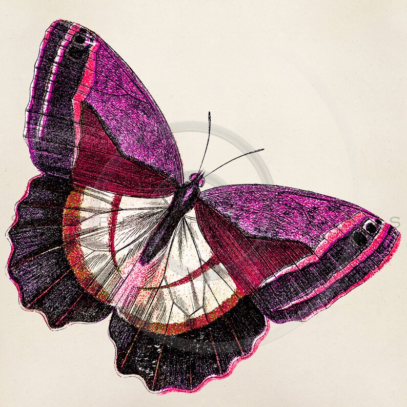 Vintage Butterfly Illustration Printable Butterflies 1800s | Etsy