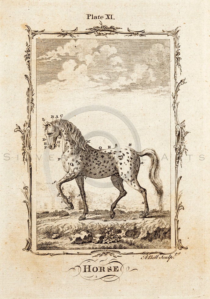 Horse Wall Art Minimal Wall Art Printable Vintage Art Vintage Horse Print Vintage Animal Print Printable Wall Art Horse Illustration Horse Wall Art Minimal Wall Art Printable Vintage Art Vintage Horse Print Vintage Animal Print Printable Wall Art Horse Illustration