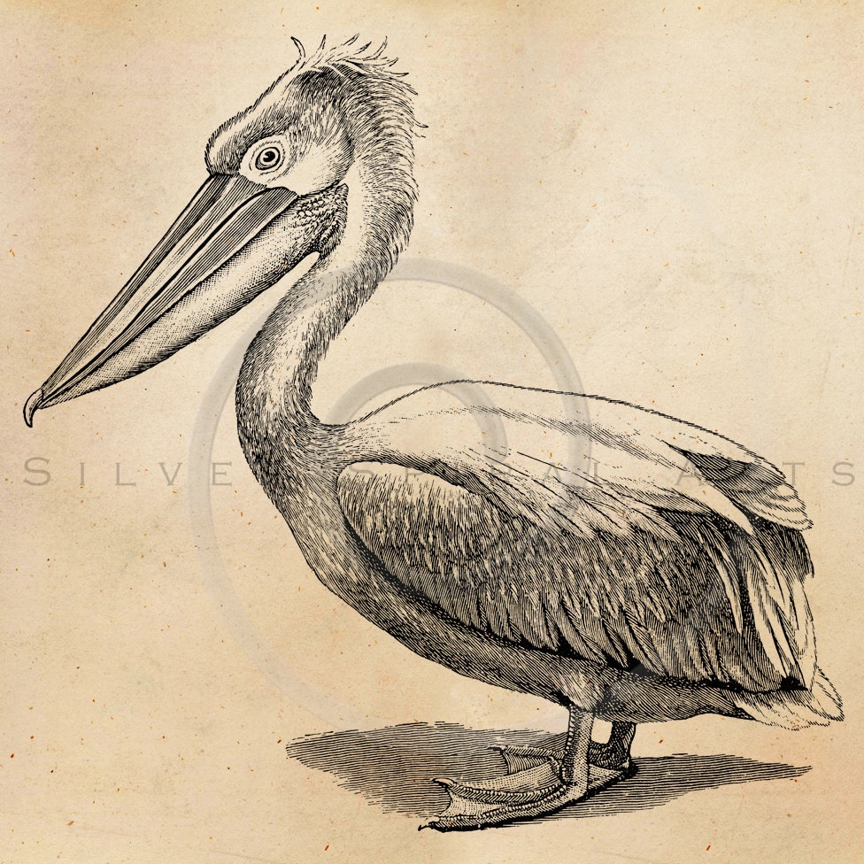 Vintage Pelican Bird Illustration Printable Birds 1800s Etsy