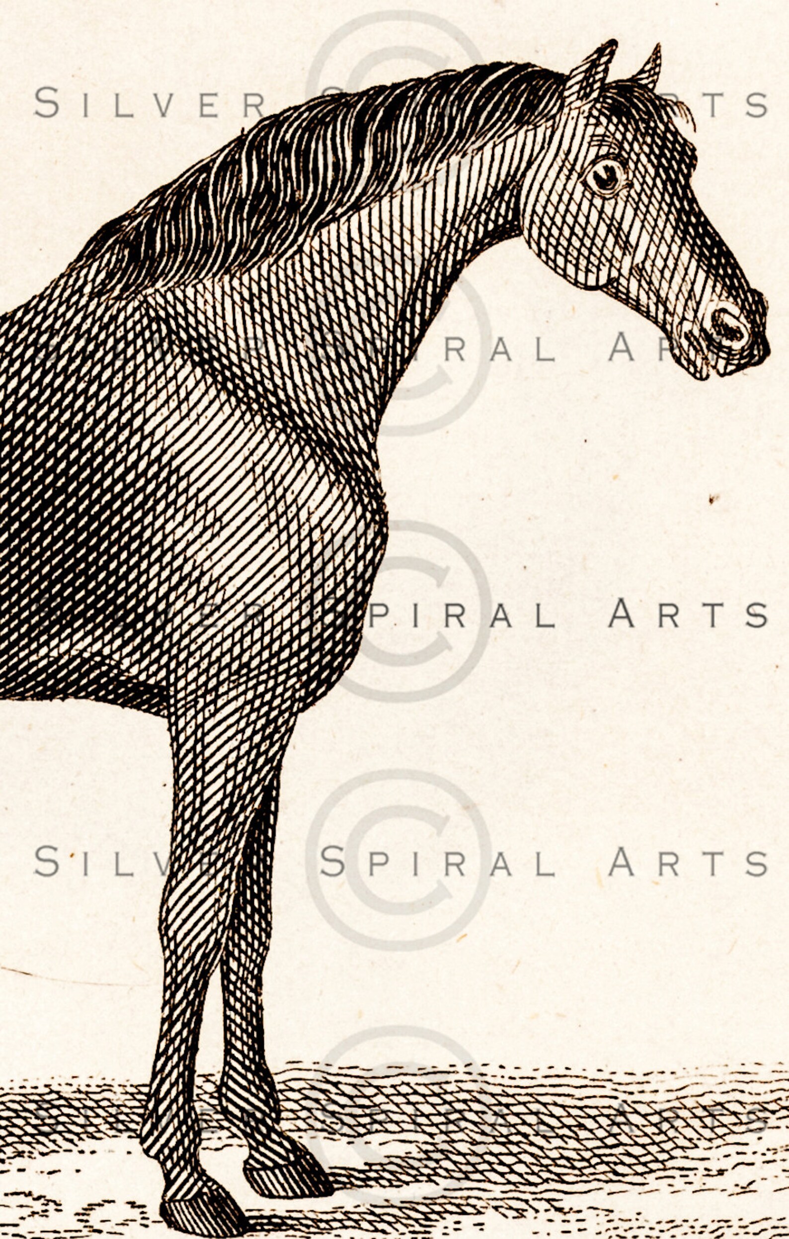 Vintage HORSE Illustration Printable Horses Digital Download for Wall ...