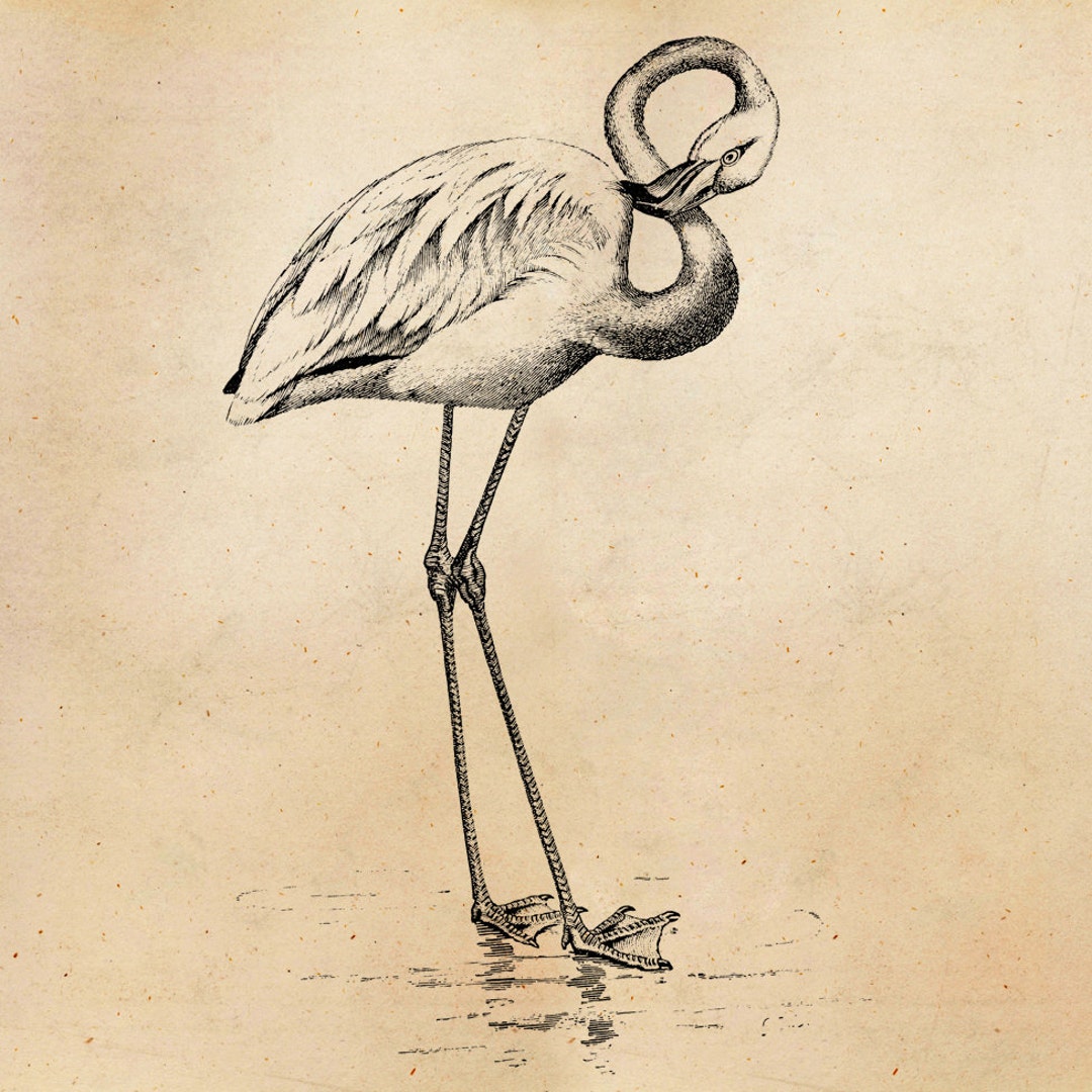 Cute flamingo Drawing by Njomza Mala - Pixels