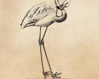 Vintage Flamingo Bird Illustration Printable 1800 Antique Birds Print Instant Download Digital Image Clip Art Retro Black & White Drawing