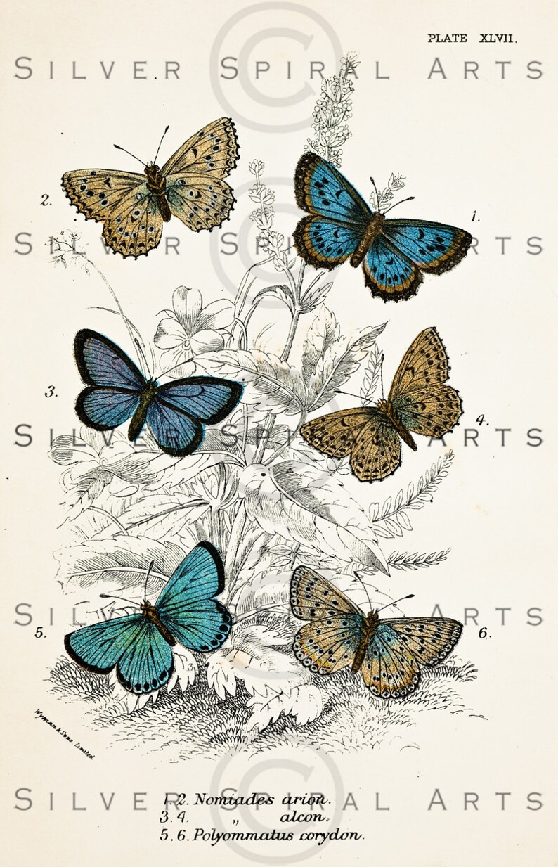 Vintage BUTTERFLY Instant Download, Printable Butterflies Wall Art, Vintage Art Collage Sheet, Clip Art, Scrapbooking, Retro Wall Art image 1