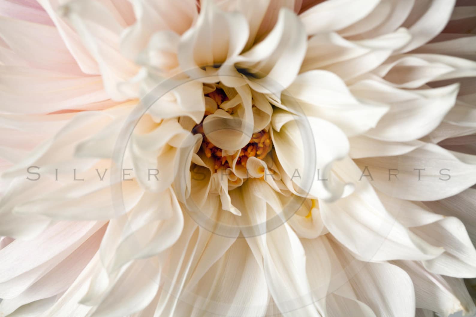 Peach Dahlia Flower Instant Download Botanical Digital Image - Etsy