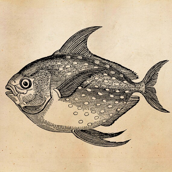 Opah Fish Design Vintage Opah Fish Illustration Printable 1800 Antique Marine - Etsy Israel