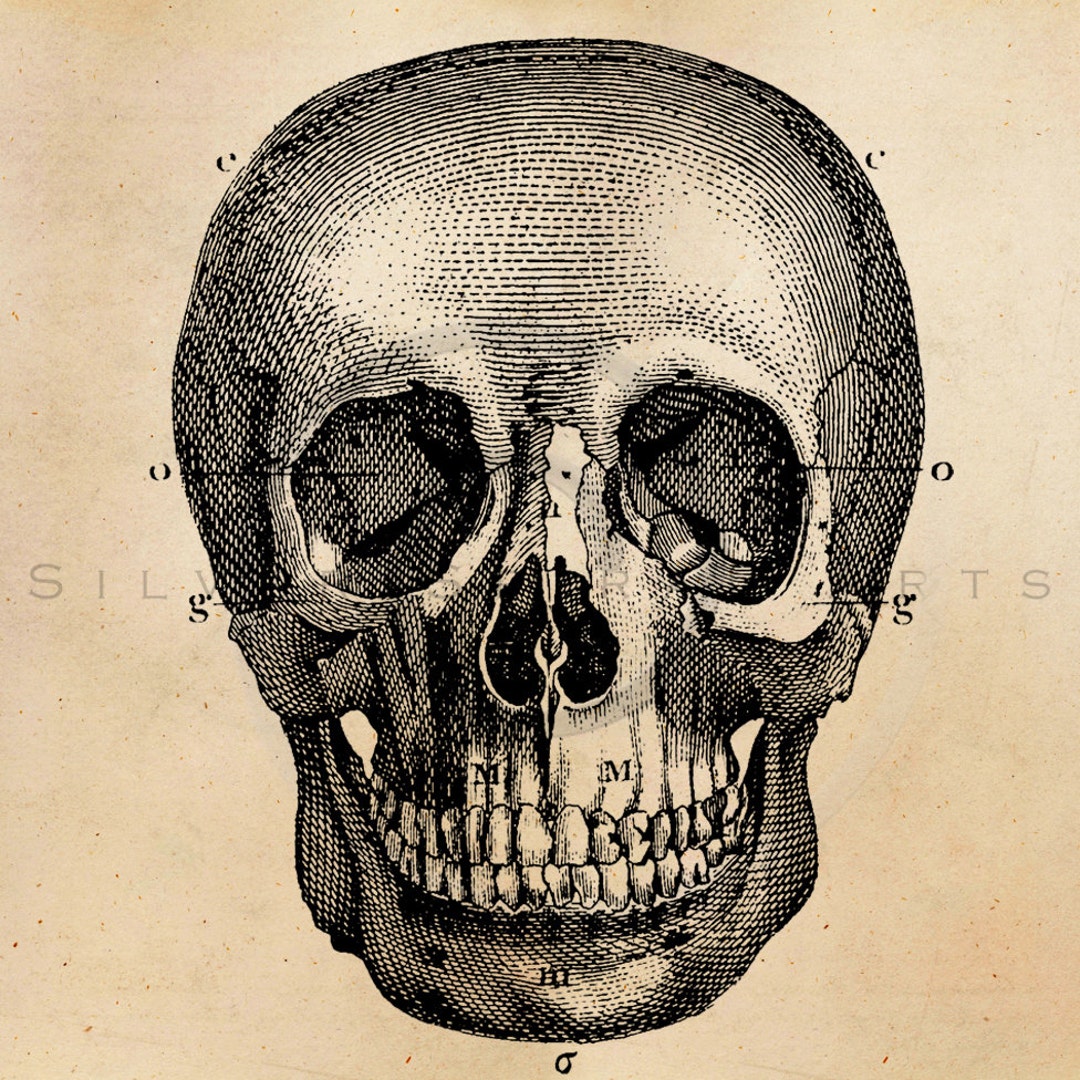 Vintage Skeleton Skull Illustration Printable 1800s Antique - Etsy