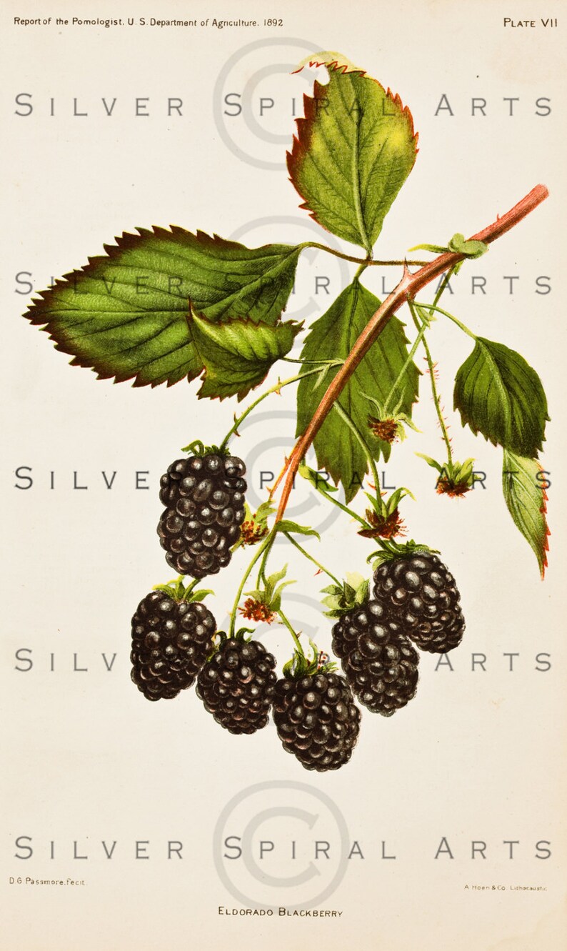 Vintage BLACKBERRY Fruit Digital Download Printable Wall Art Antique