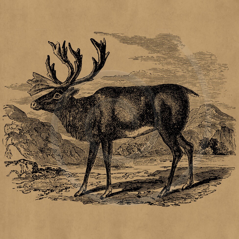 Free Printable Reindeer Images Free Printable Reindeer Images