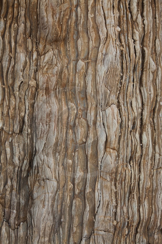 Dark Tree Bark Photography Background Instant Download - Etsy