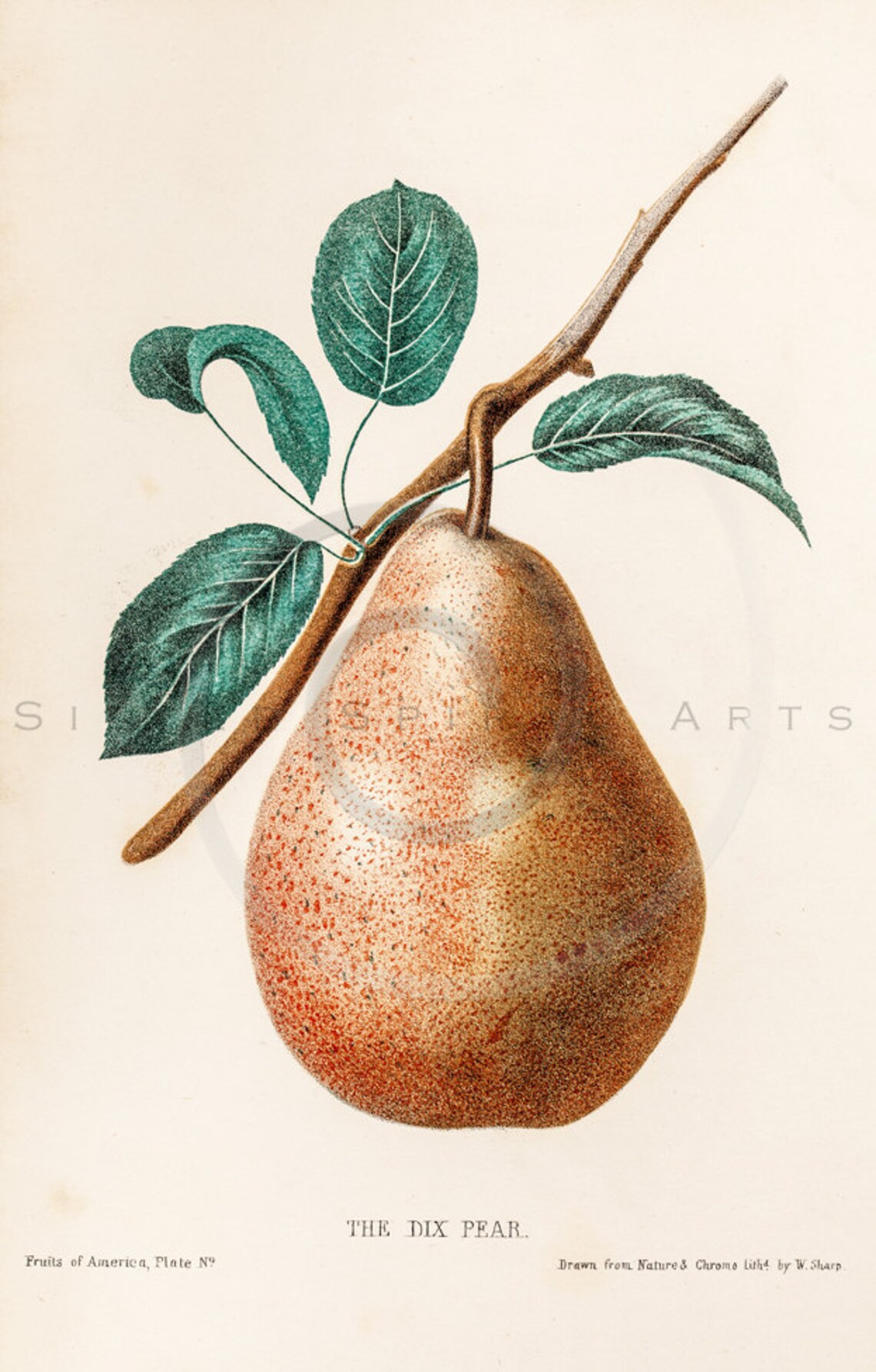 Vintage Pear Printable Illustration 1800s Antique Pears Art Print