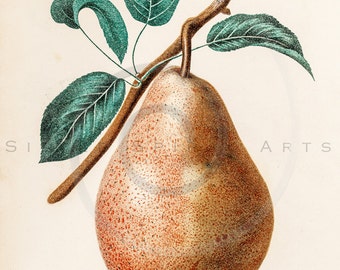 Vintage Pear Printable Illustration 1800s Antique Pears Art Print Botanical Instant Download Fruit Photo Retro Plant Wall Decor ZS