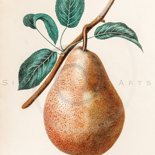 Vintage Pear Printable Illustration 1800s Antique Pears Art Print Botanical Instant Download Fruit Photo Retro Plant Wall Decor ZS