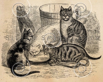 Vintage Cat Illustration Printable Cats 1800s Antique Animal Print Instant Download Digital Image Retro Black & White Drawing