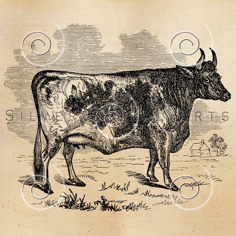 Vintage Cow Illustration Printable Cows 1800s Antique Animal Print ...