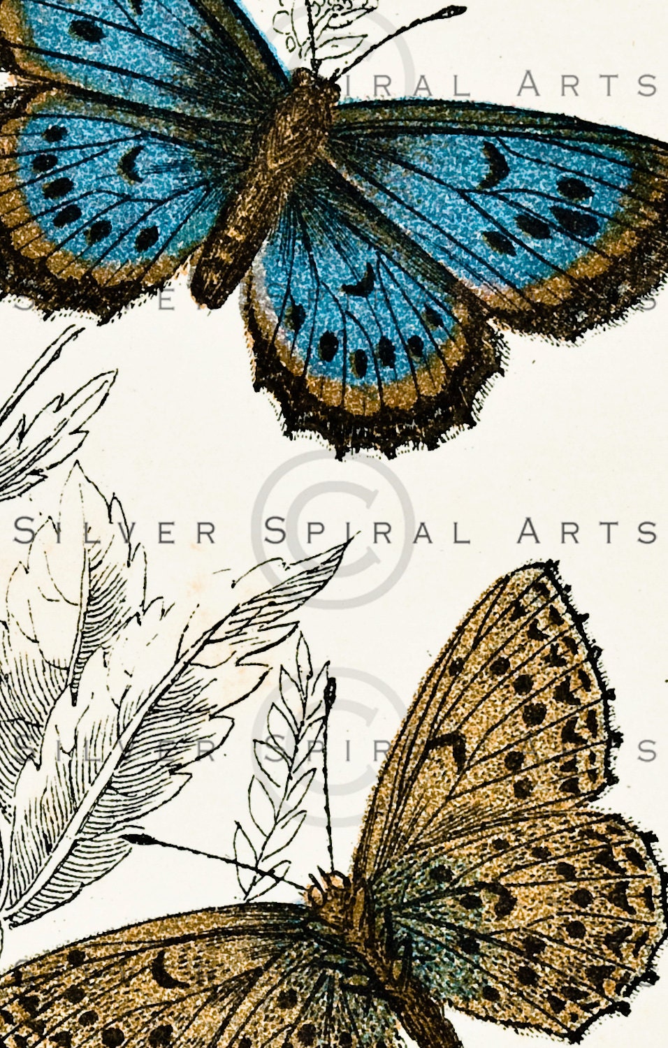 Vintage BUTTERFLY Instant Download, Printable Butterflies Wall Art