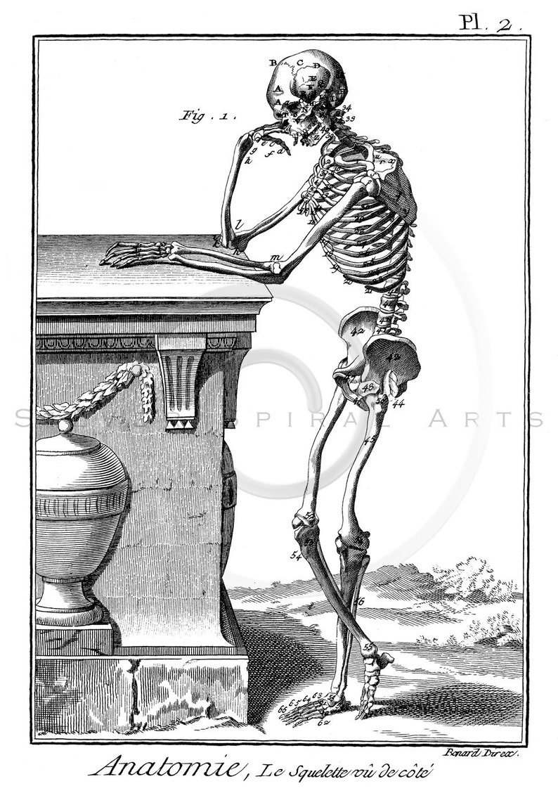 Vintage Skeleton Bone Illustration Printable 1800s Skeletons | Etsy
