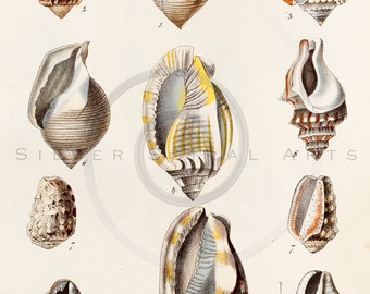 Vintage Seashell Printable Illustration 1800's Antique Shells Art Print Digital Image Retro Seashells Drawing Graphic Instant Download ZS