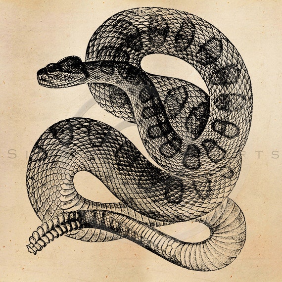 Vintage Rattlesnake Illustration Printable Snakes 1800s - Etsy Vintage Rattlesnake Illustration Printable Snakes 1800s - Etsy