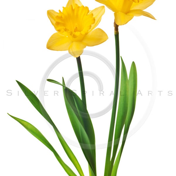 Yellow Daffodil Flower Instant Download Digital Image Printable Flowers Daffodils Fine Art Floral Print Royalty Free Photo Wall Decor