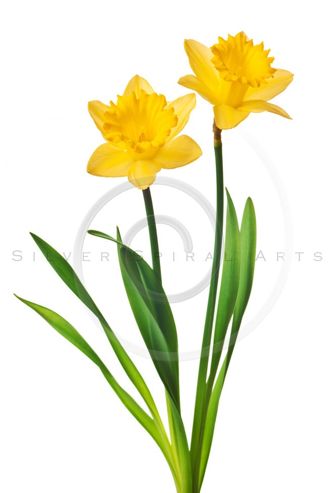 Yellow Daffodil Flower Instant Download Digital Image Printable Flowers