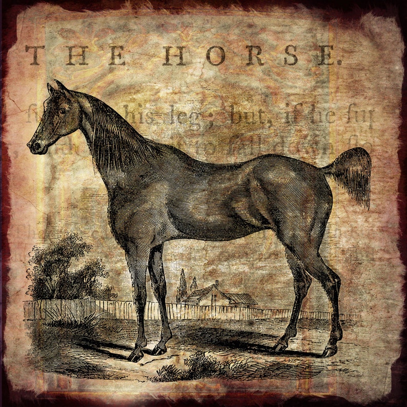 Vintage Horse Illustration Printable Horses 1800s Antique Print Instant